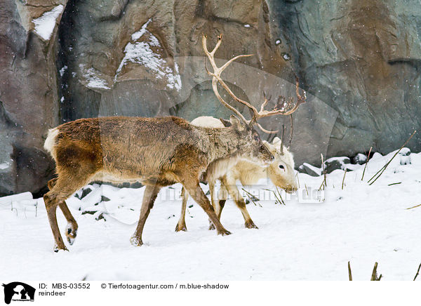 reindeer / MBS-03552