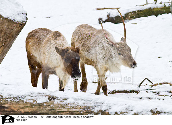 Rentiere / reindeer / MBS-03555