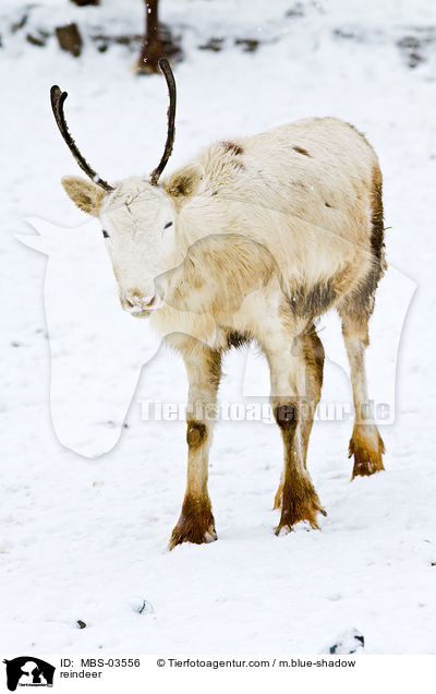 Rentier / reindeer / MBS-03556