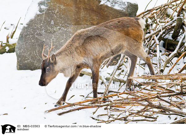 reindeer / MBS-03563