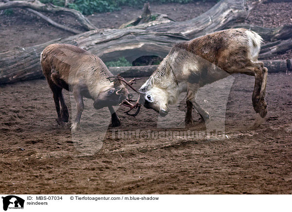 Rentiere / reindeers / MBS-07034