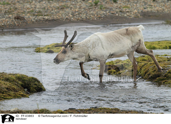 Rentier / reindeer / FF-03863