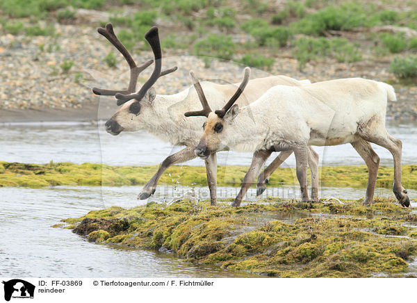 Rentiere / reindeer / FF-03869