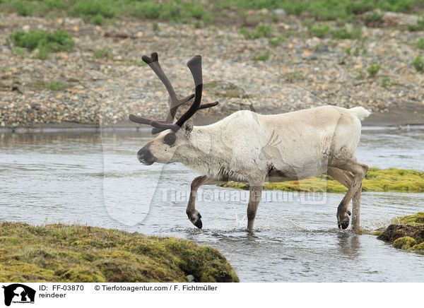 Rentier / reindeer / FF-03870
