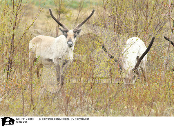 Rentiere / reindeer / FF-03881