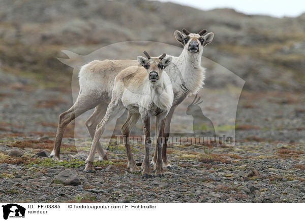 Rentiere / reindeer / FF-03885