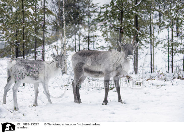 Rentiere / reindeer / MBS-13271