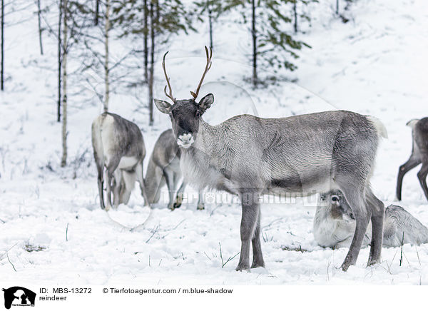 Rentiere / reindeer / MBS-13272