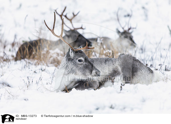 Rentiere / reindeer / MBS-13273