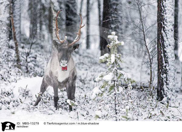 Rentier / reindeer / MBS-13278