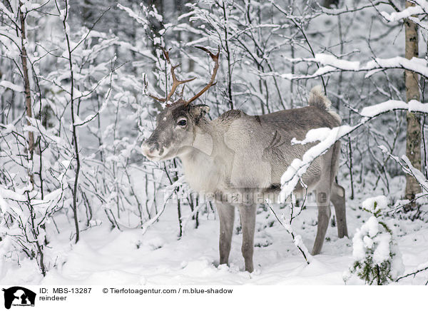 Rentier / reindeer / MBS-13287