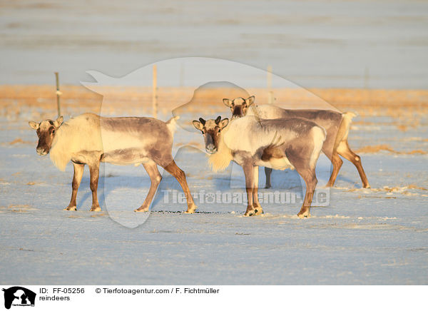 Rentiere / reindeers / FF-05256