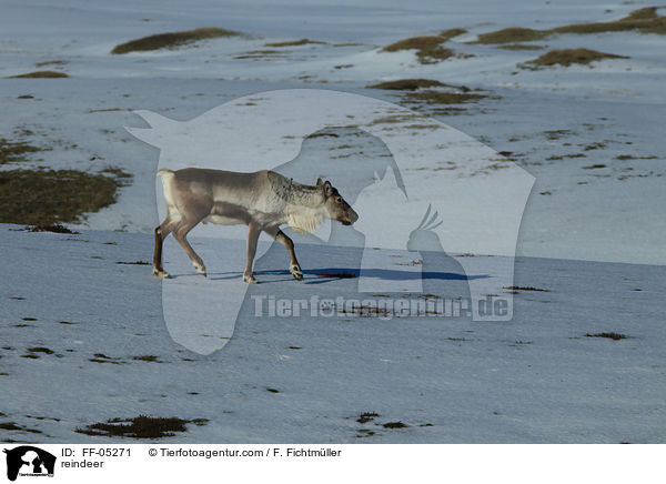 Rentier / reindeer / FF-05271