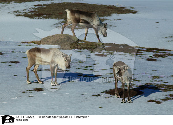 Rentiere / reindeers / FF-05276