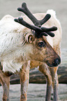 reindeer