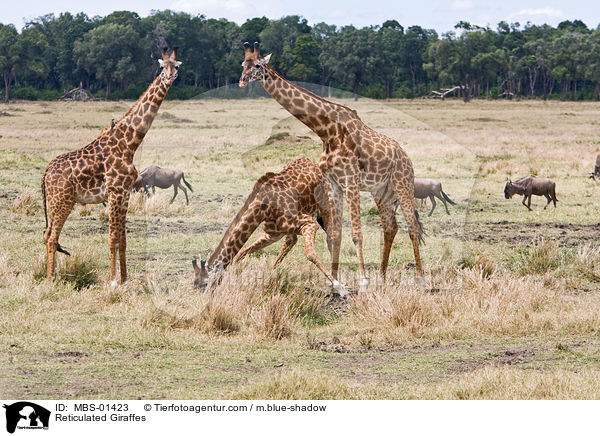 Netzgiraffen / Reticulated Giraffes / MBS-01423