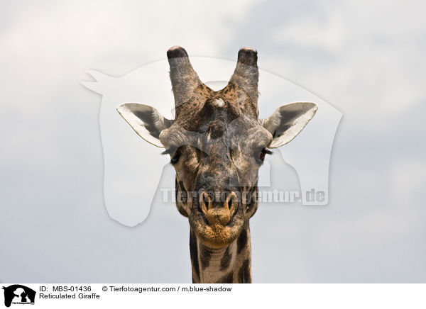 Netzgiraffe / Reticulated Giraffe / MBS-01436