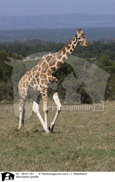 Netzgiraffe / reticulated giraffe / JR-01191
