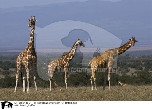 Netzgiraffen / reticulated giraffes / JR-01192