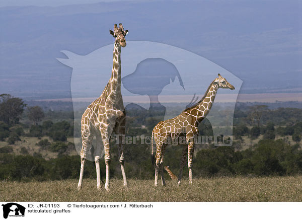 Netzgiraffen / reticulated giraffes / JR-01193