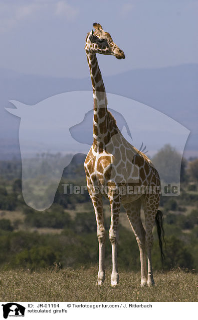 Netzgiraffe / reticulated giraffe / JR-01194