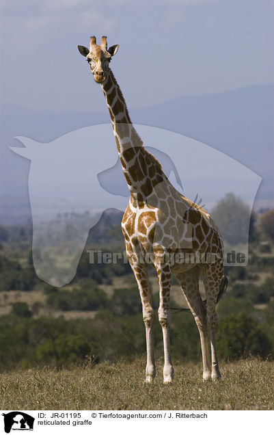 Netzgiraffe / reticulated giraffe / JR-01195