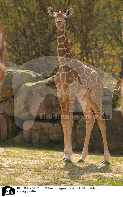 young giraffe / DMS-02071