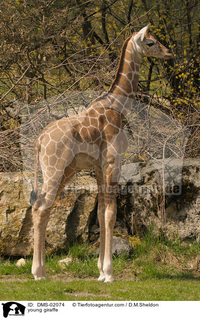 young giraffe / DMS-02074