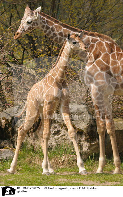 Netzgiraffen / giraffes / DMS-02075