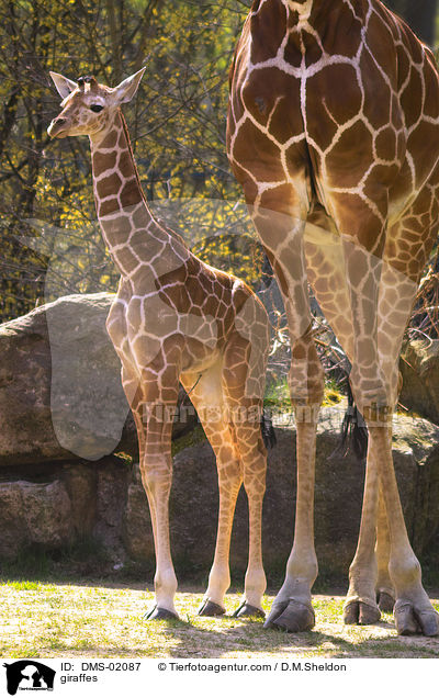giraffes / DMS-02087