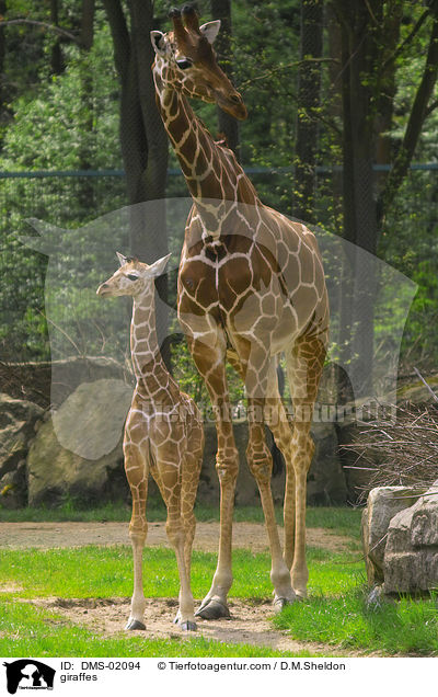 giraffes / DMS-02094