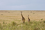 Reticulated Giraffes