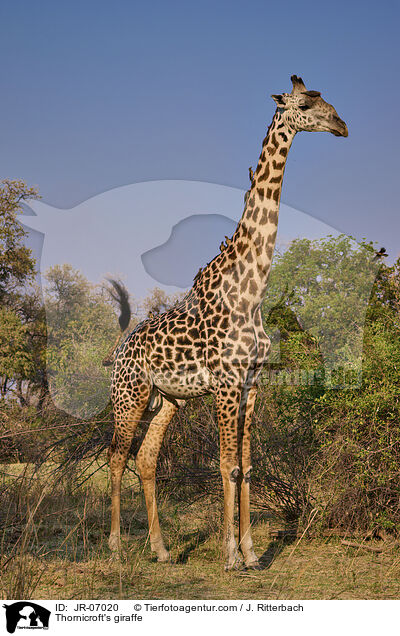 Thornicroft-Giraffe / Thornicroft's giraffe / JR-07020