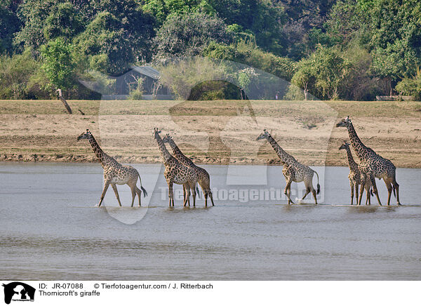 Thornicroft-Giraffe / Thornicroft's giraffe / JR-07088