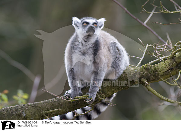 ring-tailed lemur / WS-02104