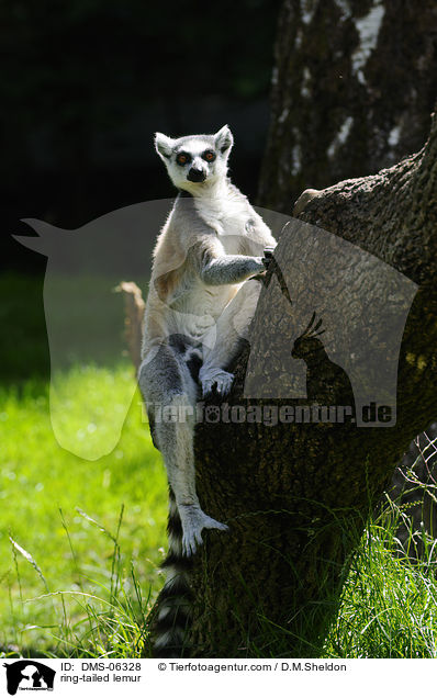 Katta / ring-tailed lemur / DMS-06328