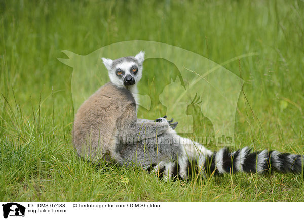 Katta / ring-tailed Lemur / DMS-07488