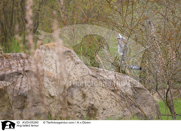 Katta / ring-tailed lemur / AVD-05280