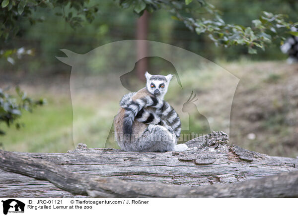 Ring-tailed Lemur at the zoo / JRO-01121