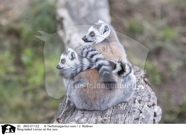 Katta im Zoo / Ring-tailed Lemur at the zoo / JRO-01122