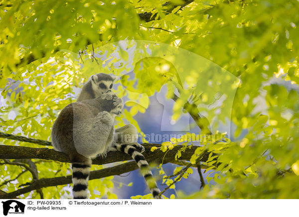 Kattas / ring-tailed lemurs / PW-09935