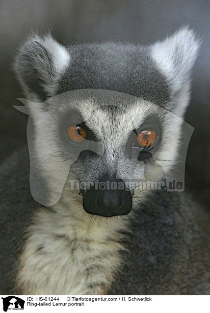 Katta Portrait / Ring-tailed Lemur portrait / HS-01244