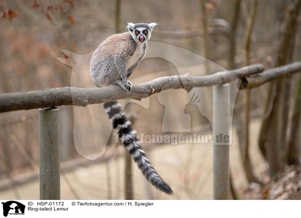 Katta / Ring-tailed Lemur / HSP-01172