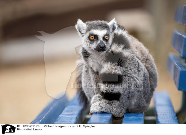 Ring-tailed Lemur / HSP-01176