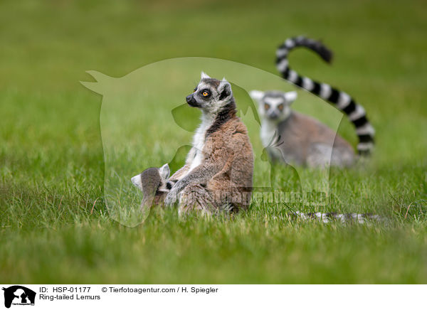 Ring-tailed Lemurs / HSP-01177