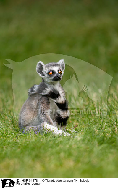 Katta / Ring-tailed Lemur / HSP-01178