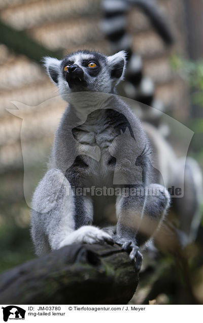 ring-tailed lemur / JM-03780