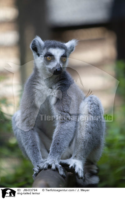 ring-tailed lemur / JM-03794