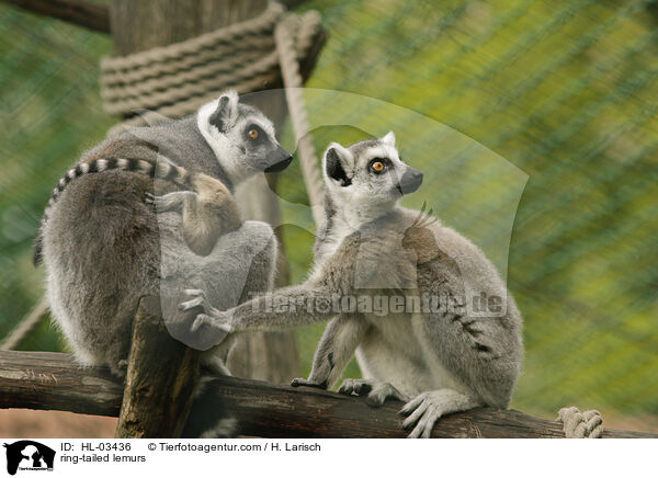 ring-tailed lemurs / HL-03436