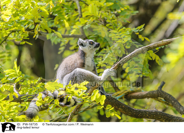 Katta / ring-tailed lemur / PW-18735